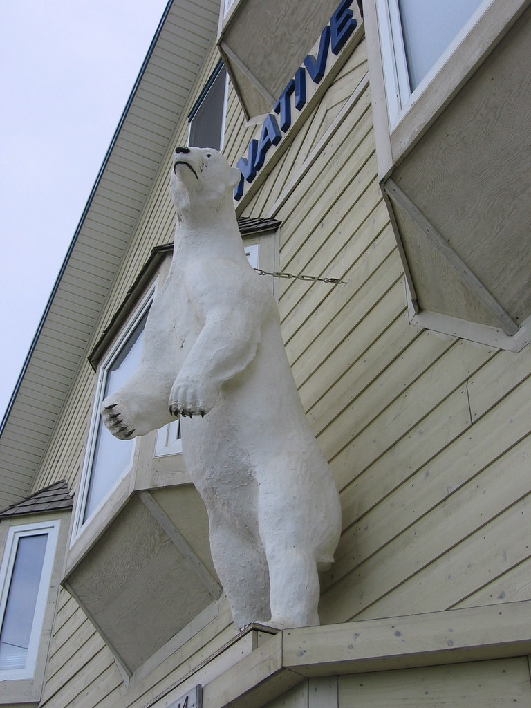 Polar Bear on Main St. Nome, Alaska Phil Eager Flickr
