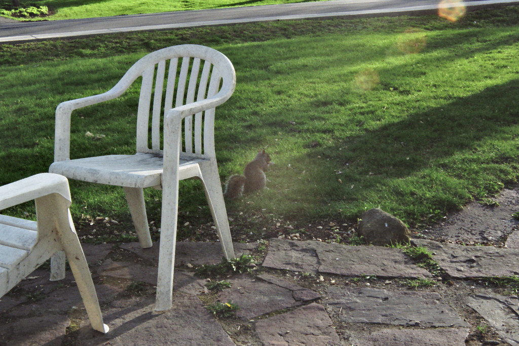 squirrels and white plastic chairs donna says these go ove… Flickr