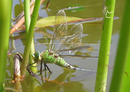 Dragonfly Laying Eggs I took this photo on my birthday whe… Flickr