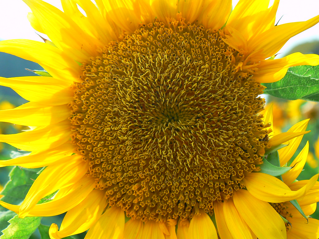 Sunflower Asteraceae (aster, daisy, or sunflower family) f… Flickr