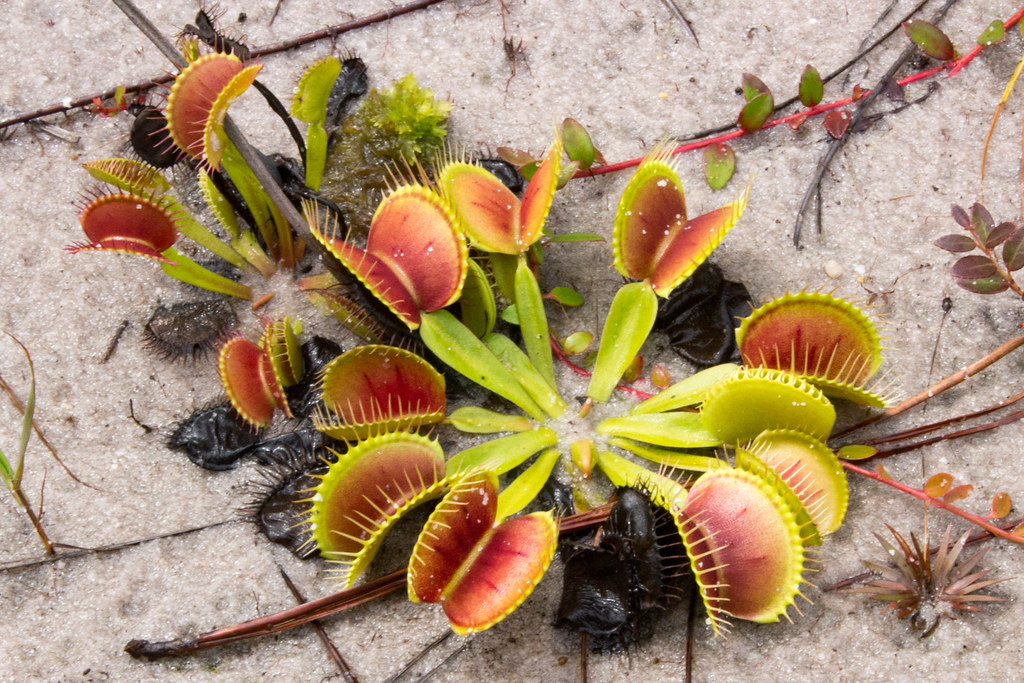 Venus Flytrap Full Plant on Sand Venus Flytraps (Dionaea… Flickr