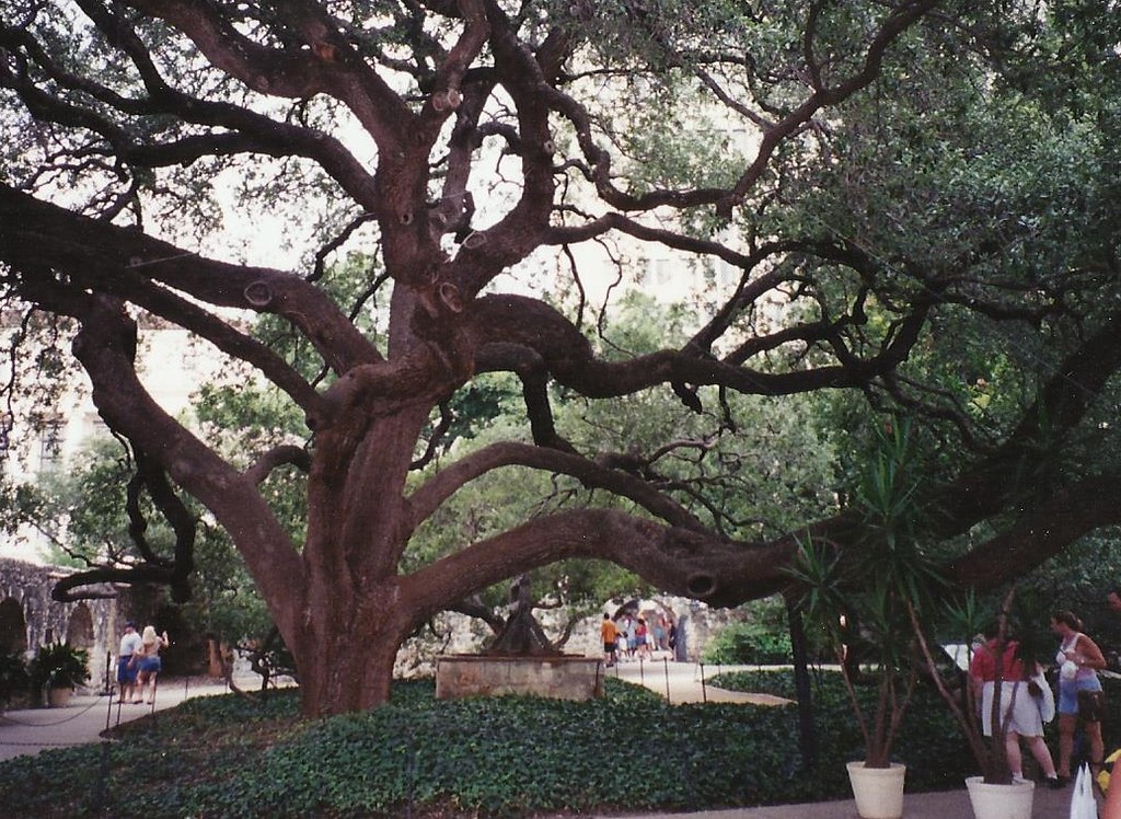 Alamo Live Oak The live oak tree in the courtyard of the A… Flickr
