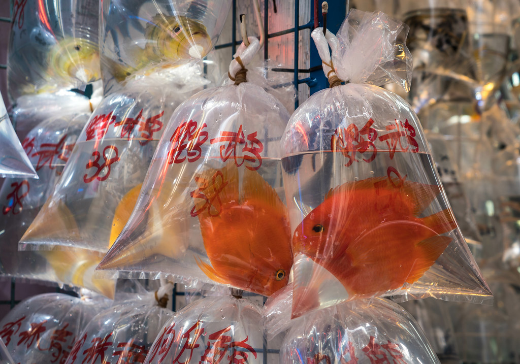 Goldfish in Bags for Sale Kowloon Pet Market Hong Kong… Flickr