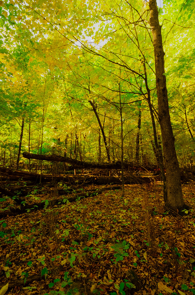 Forest Powers Bluff Maple Woods Wisconsin State Natural Ar… Flickr