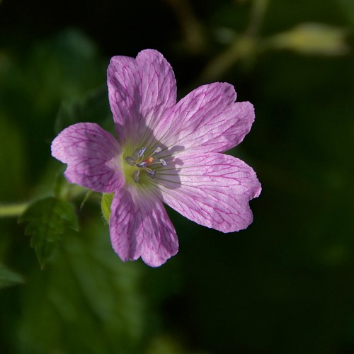 Purple flower Sarah Anne Mac Flickr
