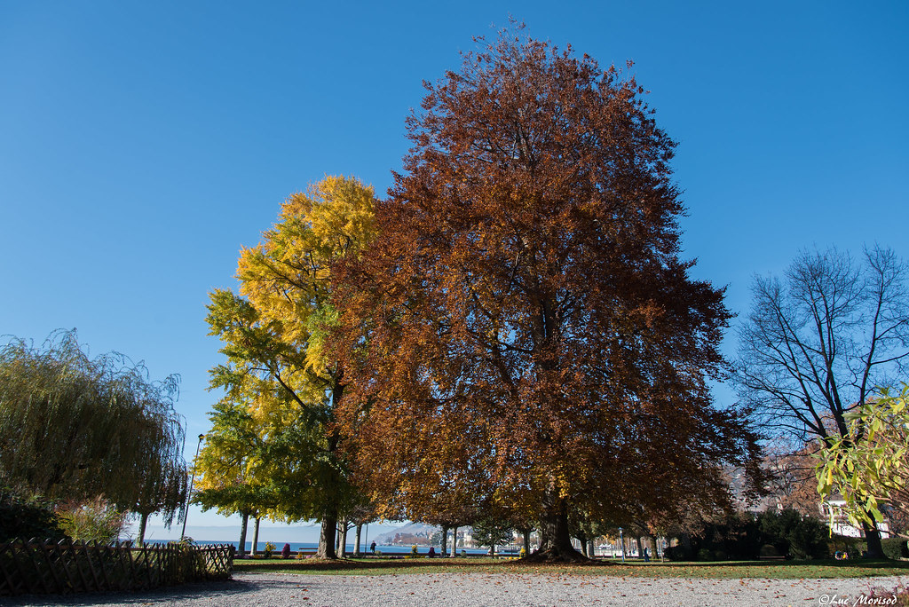 la Tour de peilz Jardin Roussy luc morisod Flickr