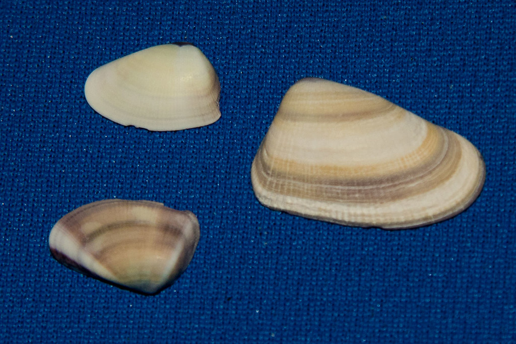 Bean Clam San Diego County, California, US BJ Stacey Flickr