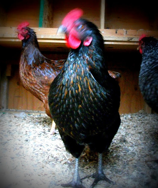 chickencoopblackbackyardhen Amy Newman Flickr