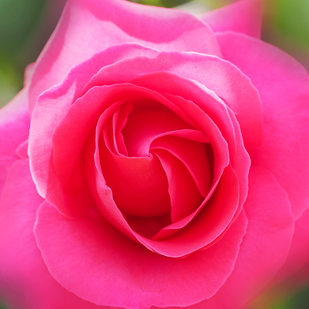 Rose, Koigokoro, バラ, 恋心, Rose, Koigokoro, バラ, 恋心, Hybrid… Flickr