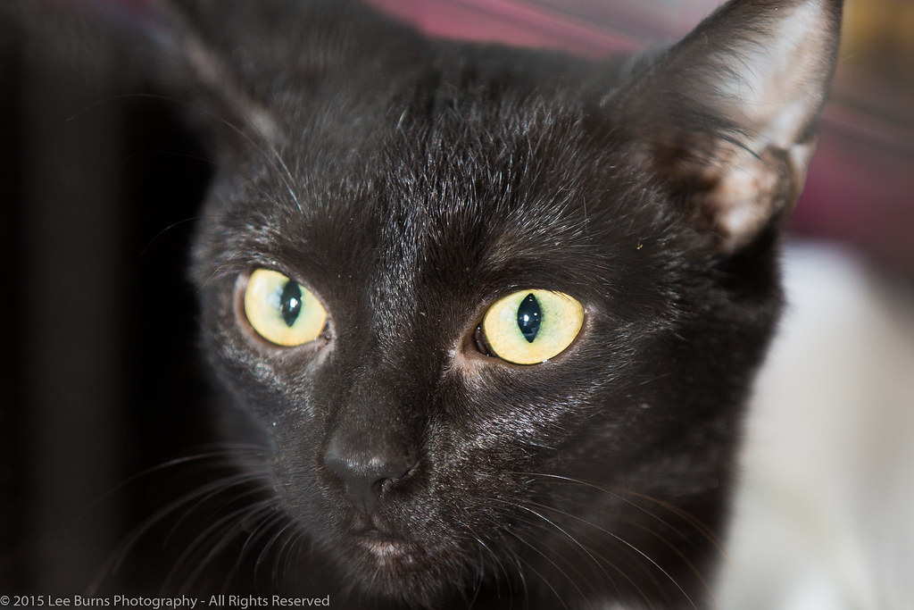 Mountain Motorsports Kennesaw, GA Chili Cookoff 2015 Lee B. Flickr