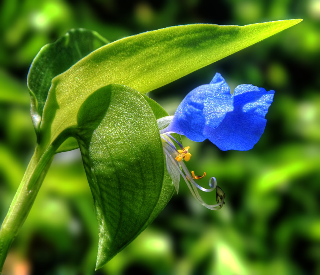 Asiatic DayFlower IMG_4116 Here is a common wildflower in … Flickr