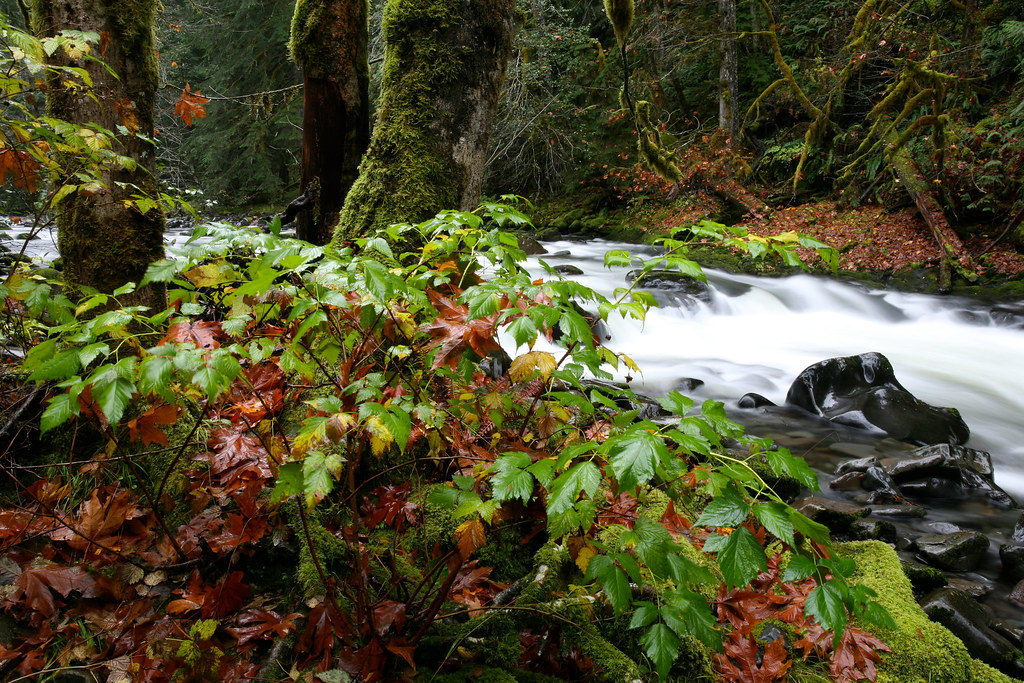 Salmon River, Oregon Above the Old Salmon River Trailhead … Flickr