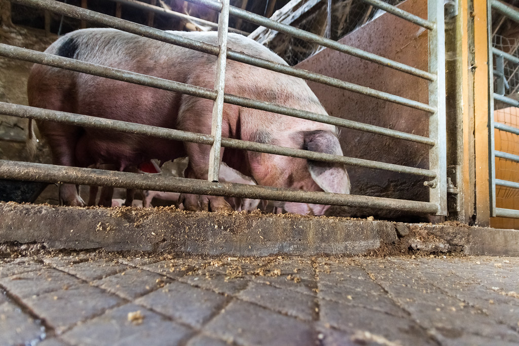 Grimsbury Farm Kingswood, South Gloucestershire Lee Flickr