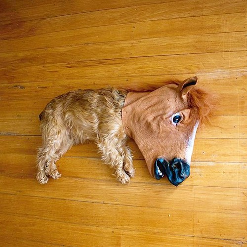 What did the horse say when he fell down? I've fallen and … Flickr