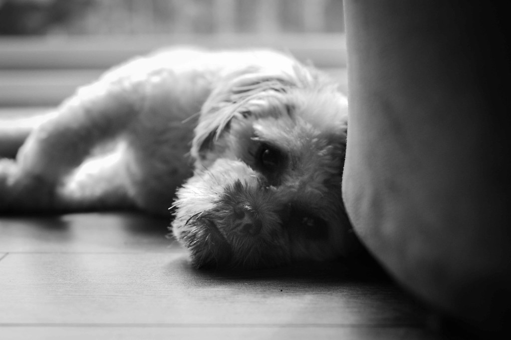 It's a dogs life! Chris Kay Flickr