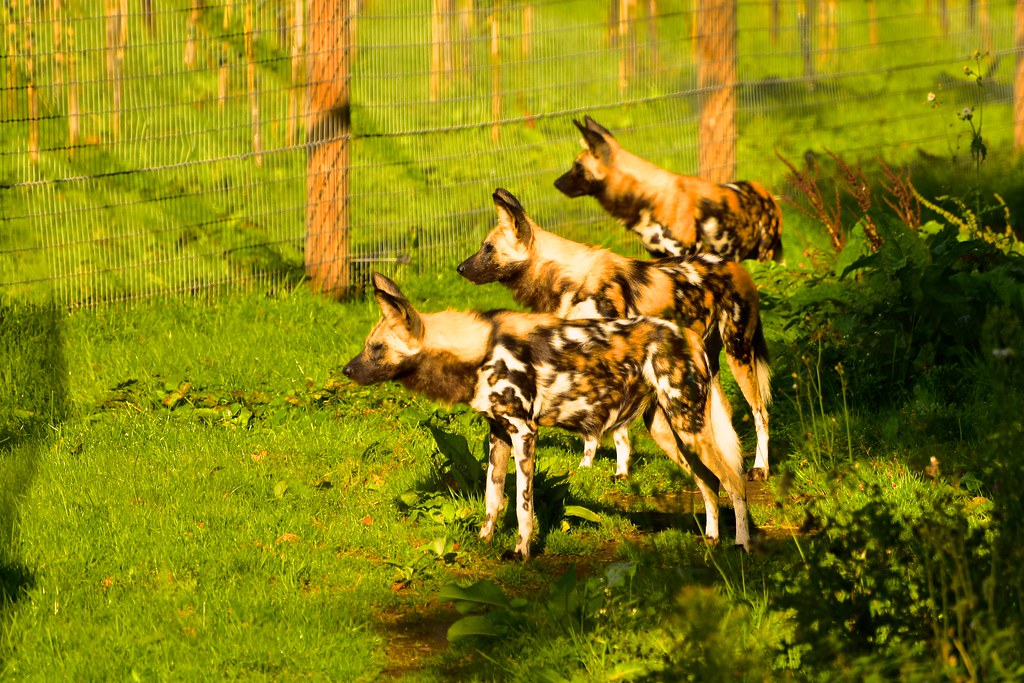Target acquired! African Painted Dogs at Yorkshire Wildlif… Flickr