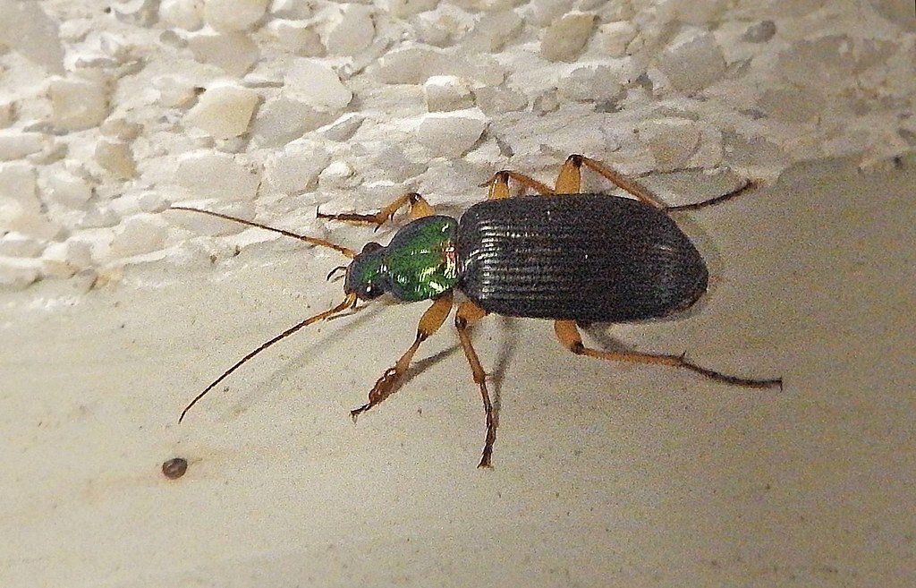 Carabid (Ground Beetle) Large specimen at night. Flickr