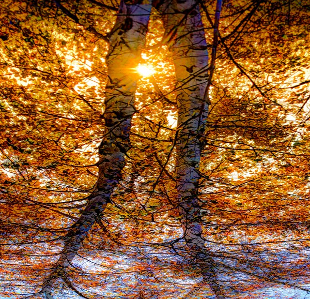 Tree Legs a photo on Flickriver