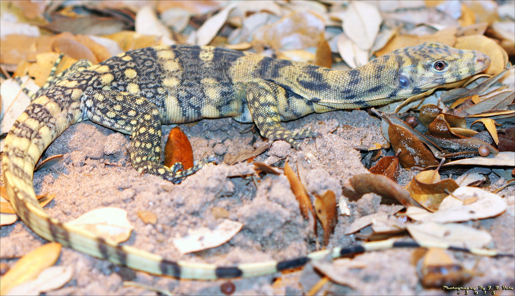 9/5/2015 Male Sulfur Varanus Salvator | Male Sulfur Water Mo… | Flickr