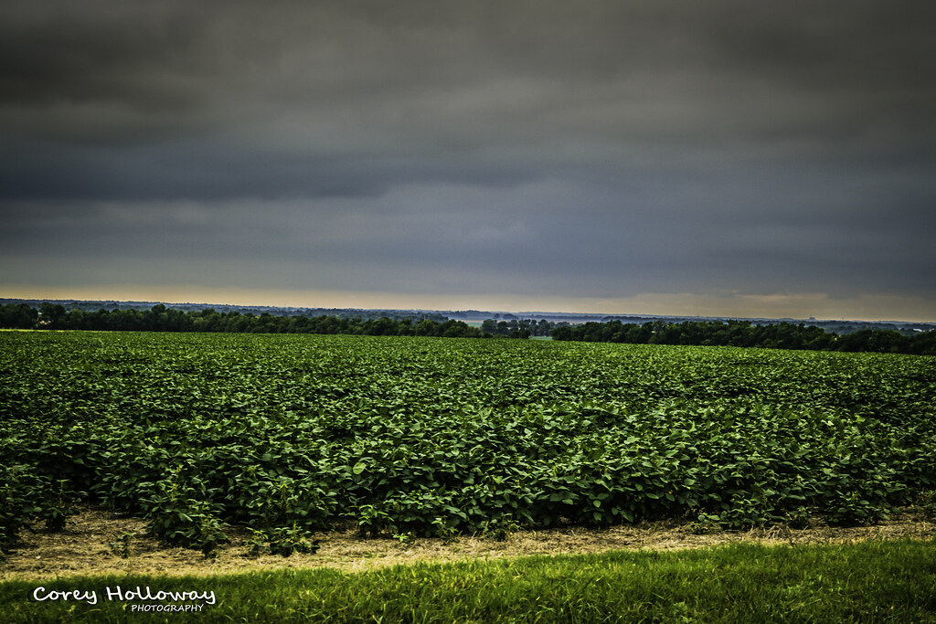 Kansas Cotton field Corey Holloway Flickr