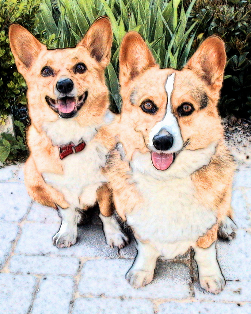 Pembroke Welsh (painterly) Boomer and Desi, two Pem… Flickr