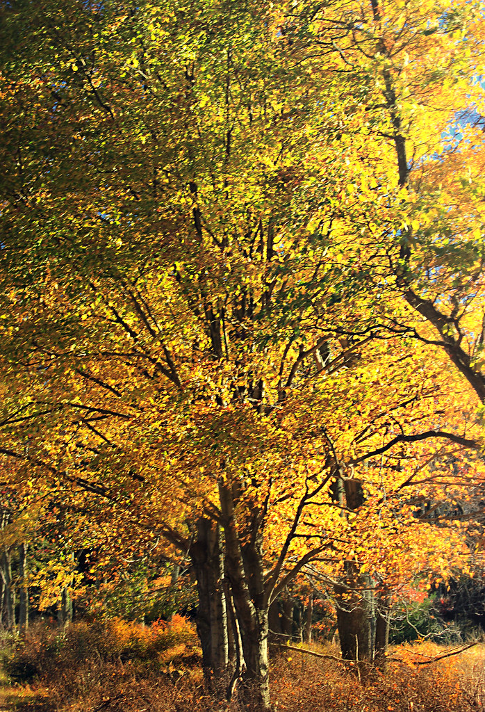 Peak Color (2) Northern hardwood forest, Monroe County, wi… Flickr