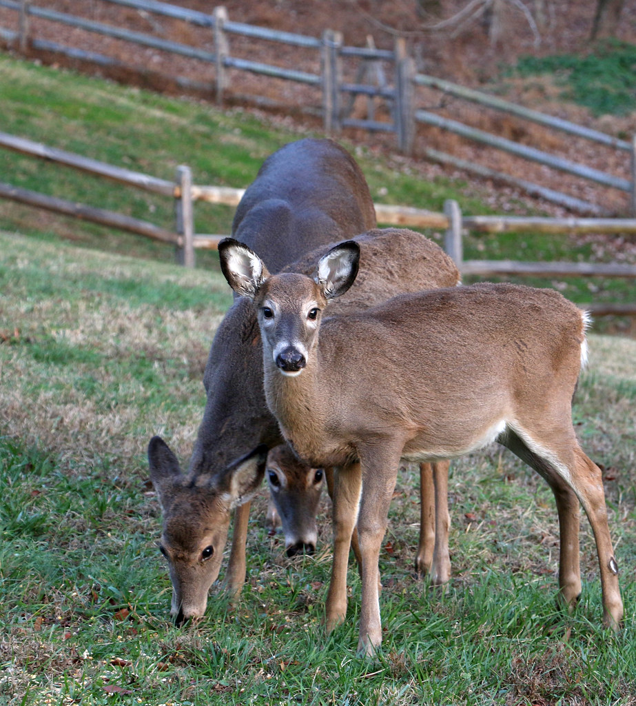 Thanksgiving Deer 1 Does eating feed corn on Thanksgivi… Flickr