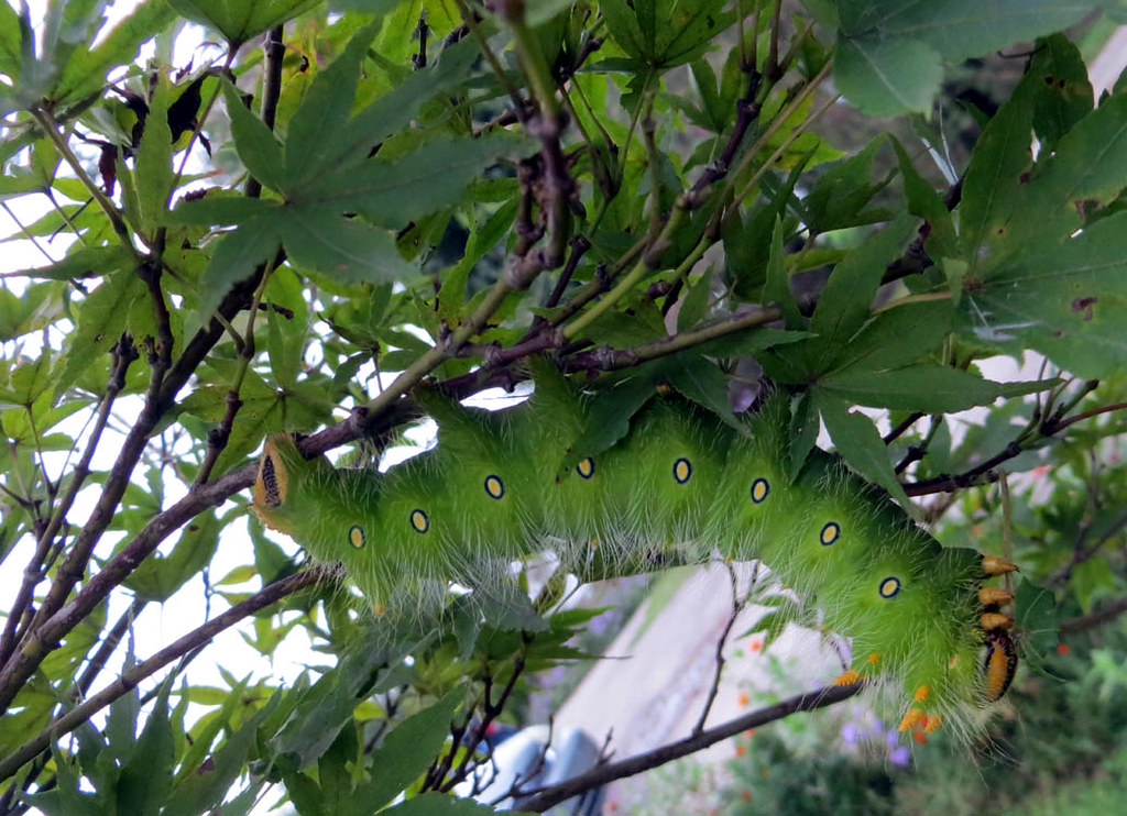 Imperial4 Imperial moth caterpillar in Japanese maple tree… Flickr