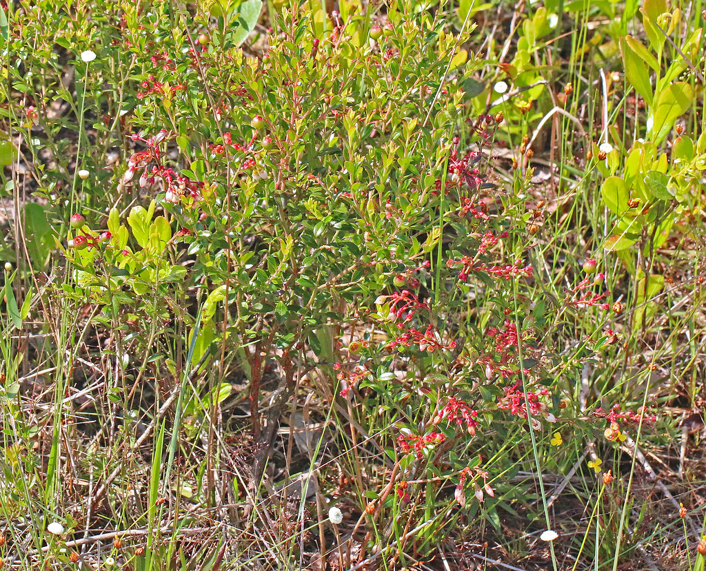 CAC019350a Highbush Blueberry at Kissimmee Prairie Preserv… Flickr