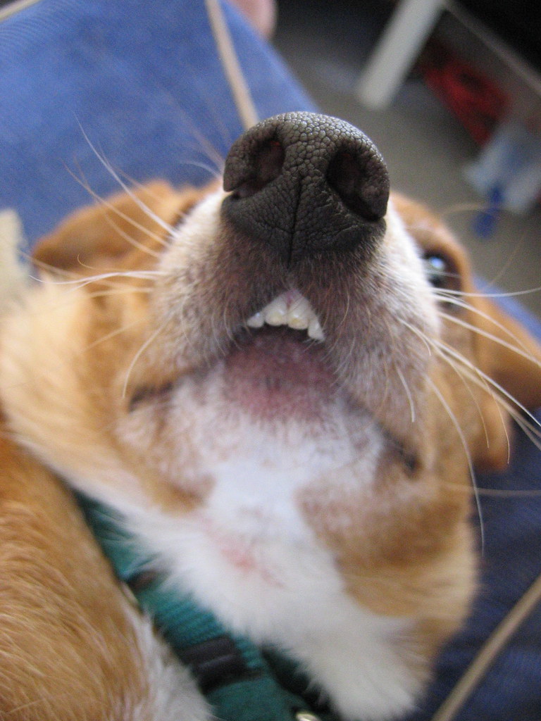 What Olive Does While I Study All Day Show her teeth Flickr