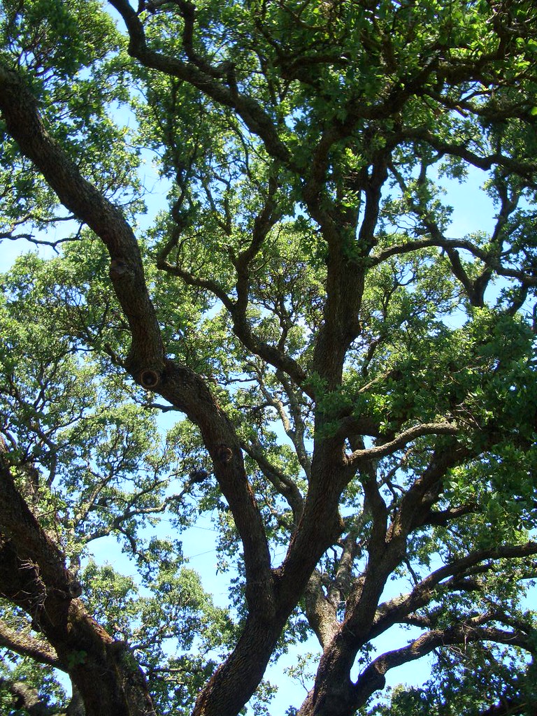 The big oak tree My parents' backyard. Jonathan Khoo Flickr