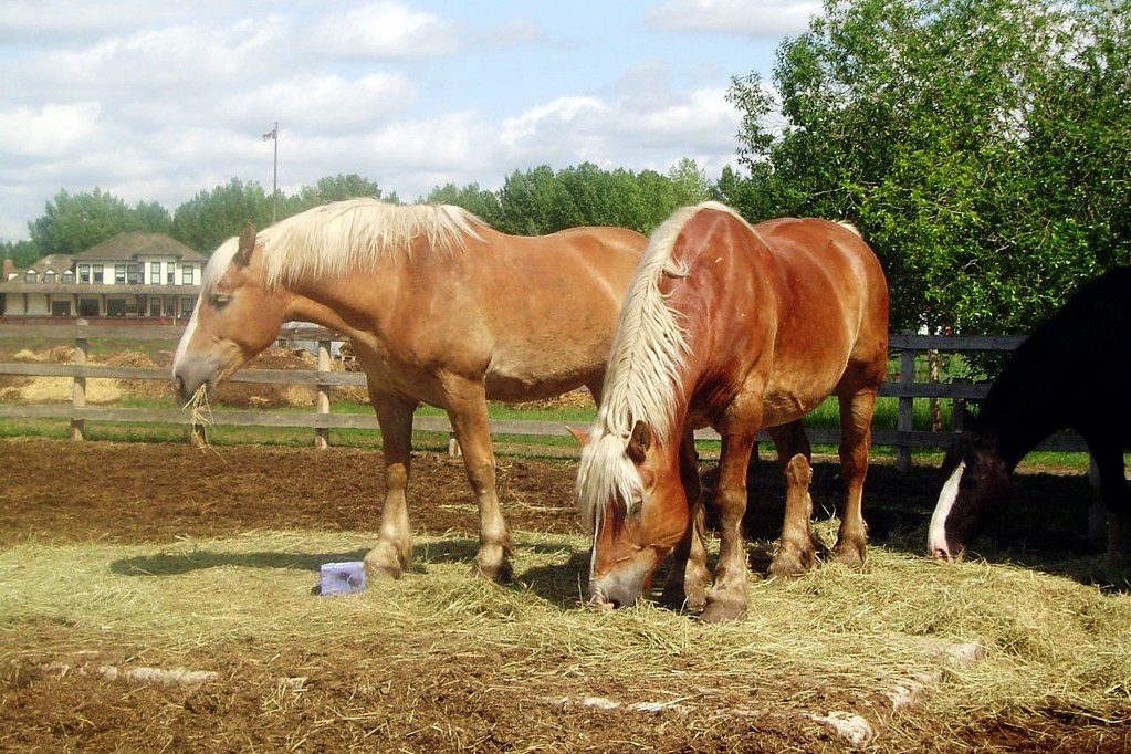 Fort Edmonton Horses at Fort Edmonton Park. Héctor Ferniza Flickr