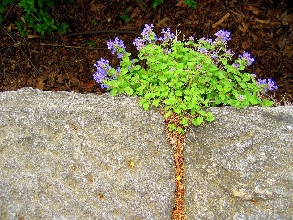 NYC flowers grow anywhere Susan Flickr