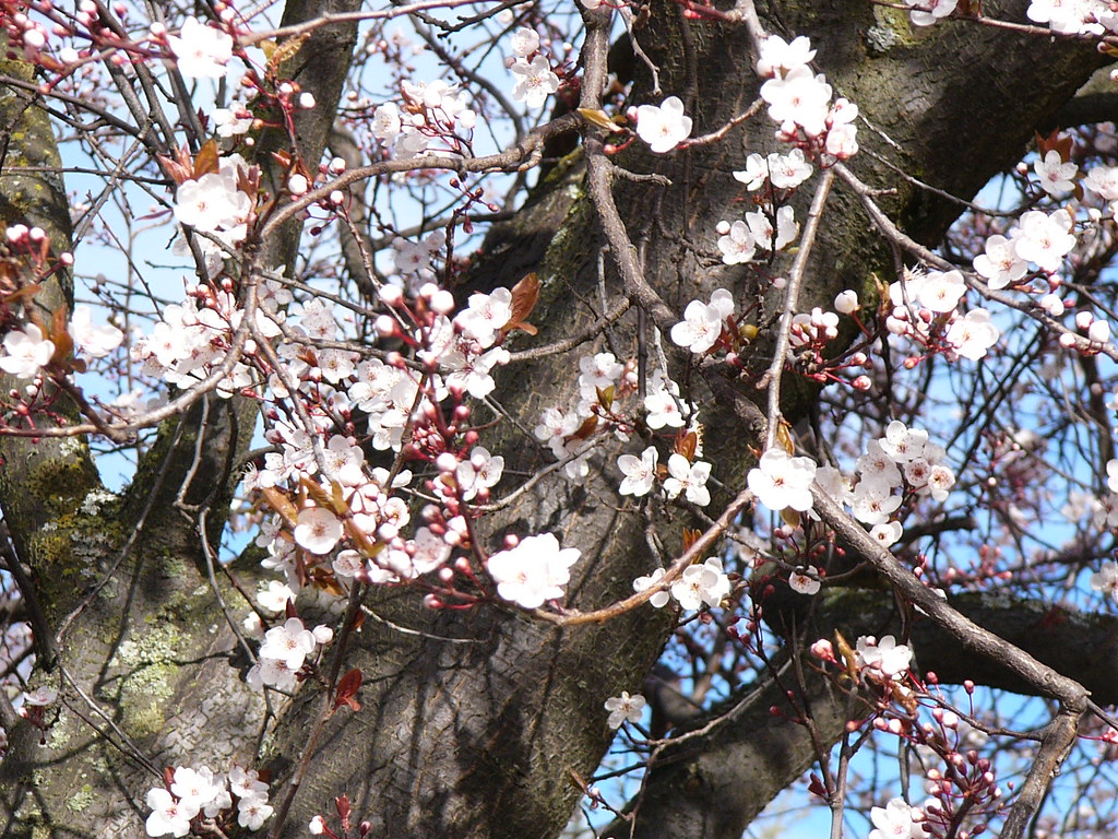 Cherry Tree Victoria's cherry trees bloom in late February… Flickr