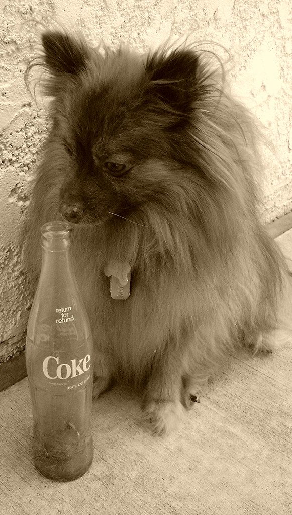 Sniffing Coke My dog Bandit, my favorite dog to photograph… S. J