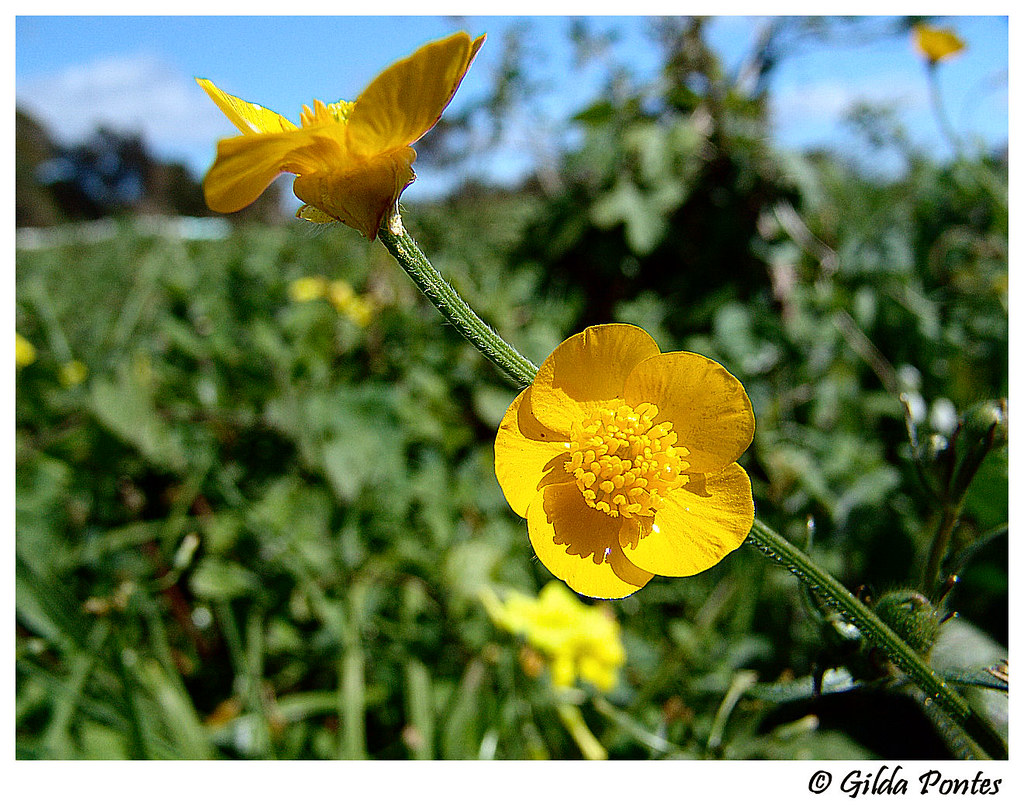Buttercup Rhyme at Richard Craven blog