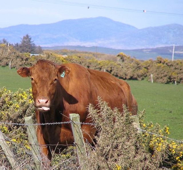 how now brown cow Cherry Flickr