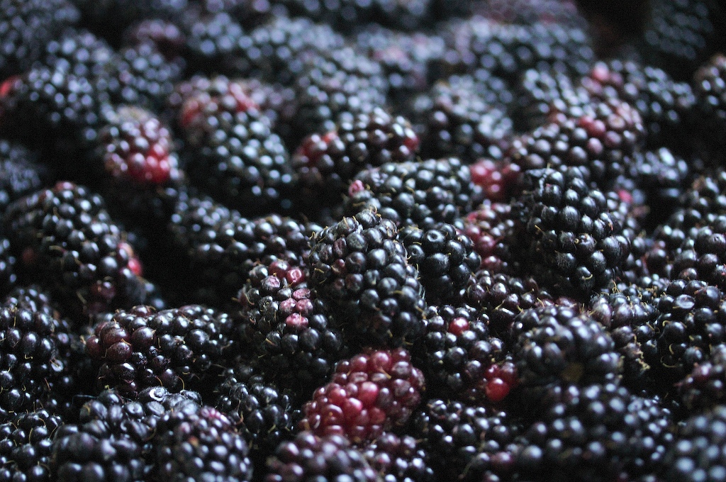 Marionberries Marionberries picked at Sauvie Island Brent Miller
