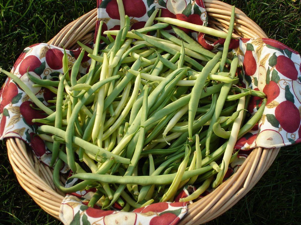Yellow Wax Beans & Green Beans 1 Rod Flickr