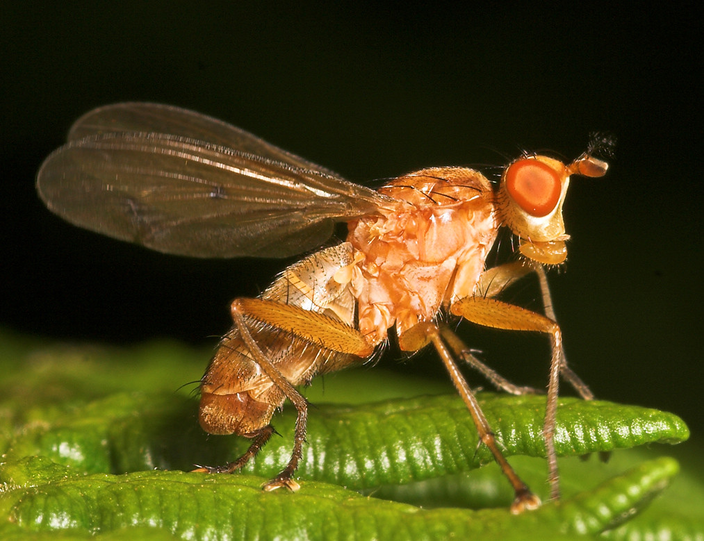 Snail Killing Fly (Tetanocera sp.) Snail Killing Fly (Teta… Flickr