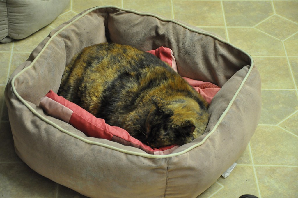 Harvest Hills Animal Shelter Fryeburg Maine Staff Cat Dana Laird