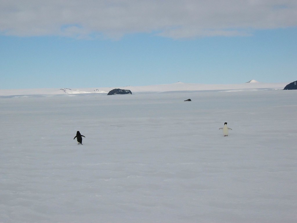adelies Cape Evans, Antarctica, November 2003 sandwich Flickr