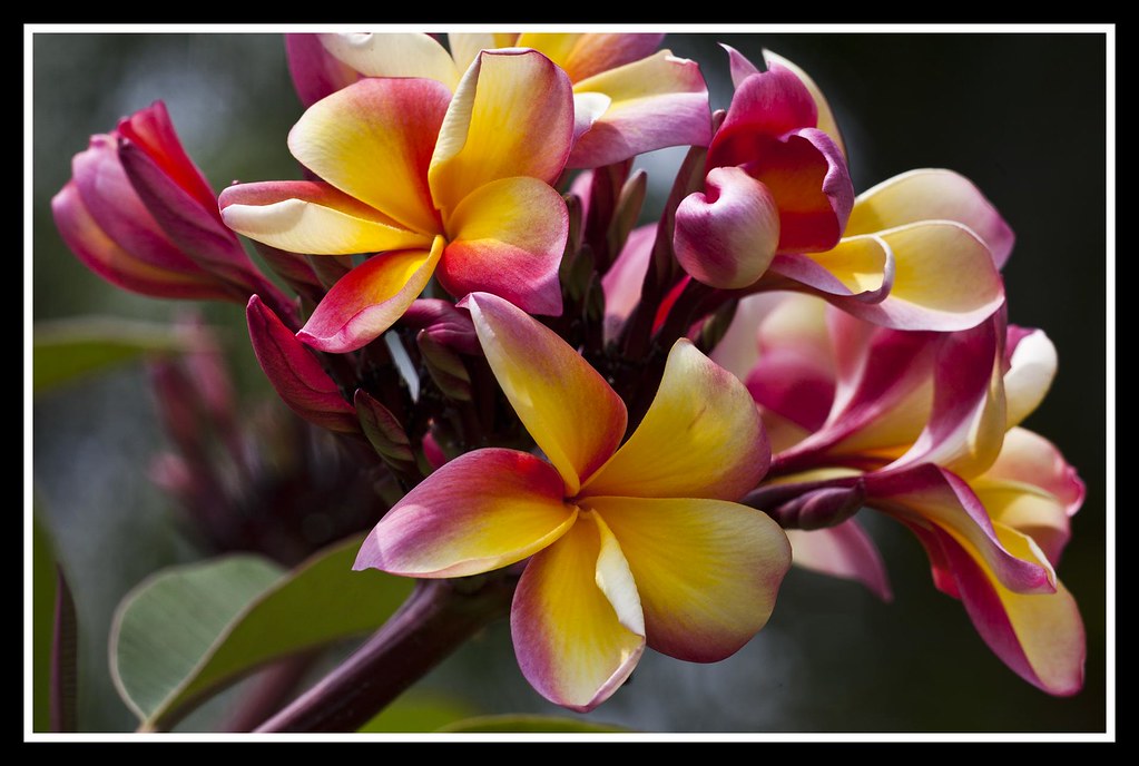 Frangipani Flower1= Frangipani Flower John Flickr