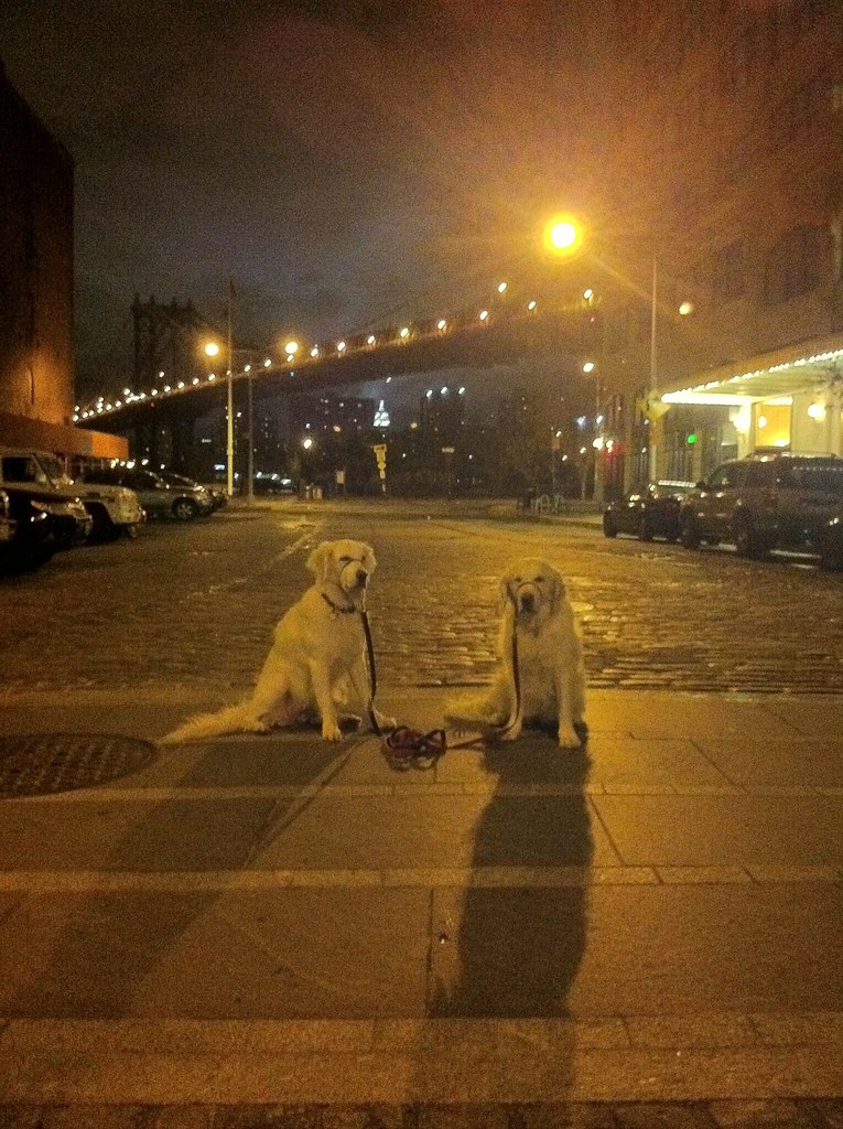 Special Edition Nightly Traffic Cop Dogs Ed Costello Flickr