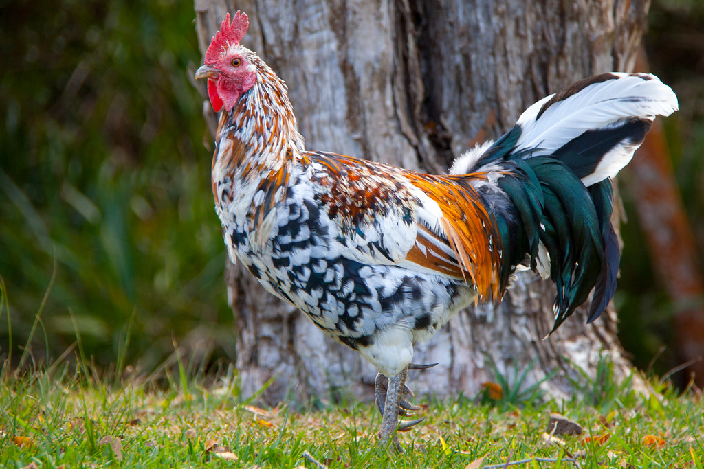 Rooster in Kauai, Hawaii "Kauai is Rooster Country" was th… Flickr