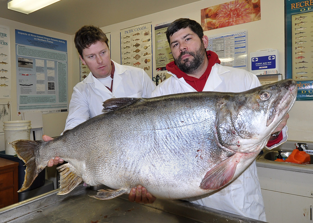 World record size trout I just got a call from fellow fish… Flickr