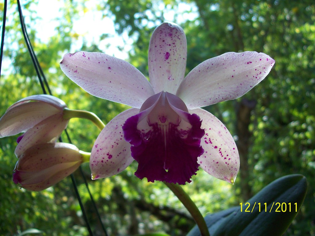 Cattleya intermedia x Cattleya Pedra da Gávea ROBERTO ANTUNES Flickr
