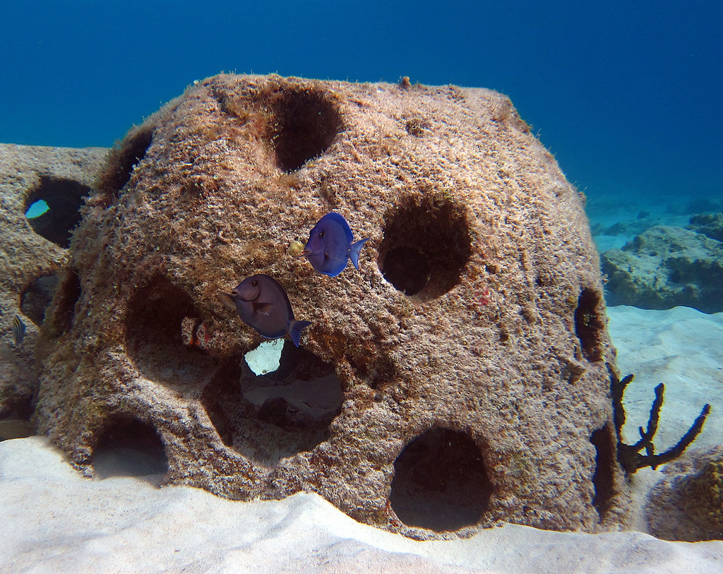 "Reef balls", Grand Cayman Cemetery Reef at the north end … Flickr