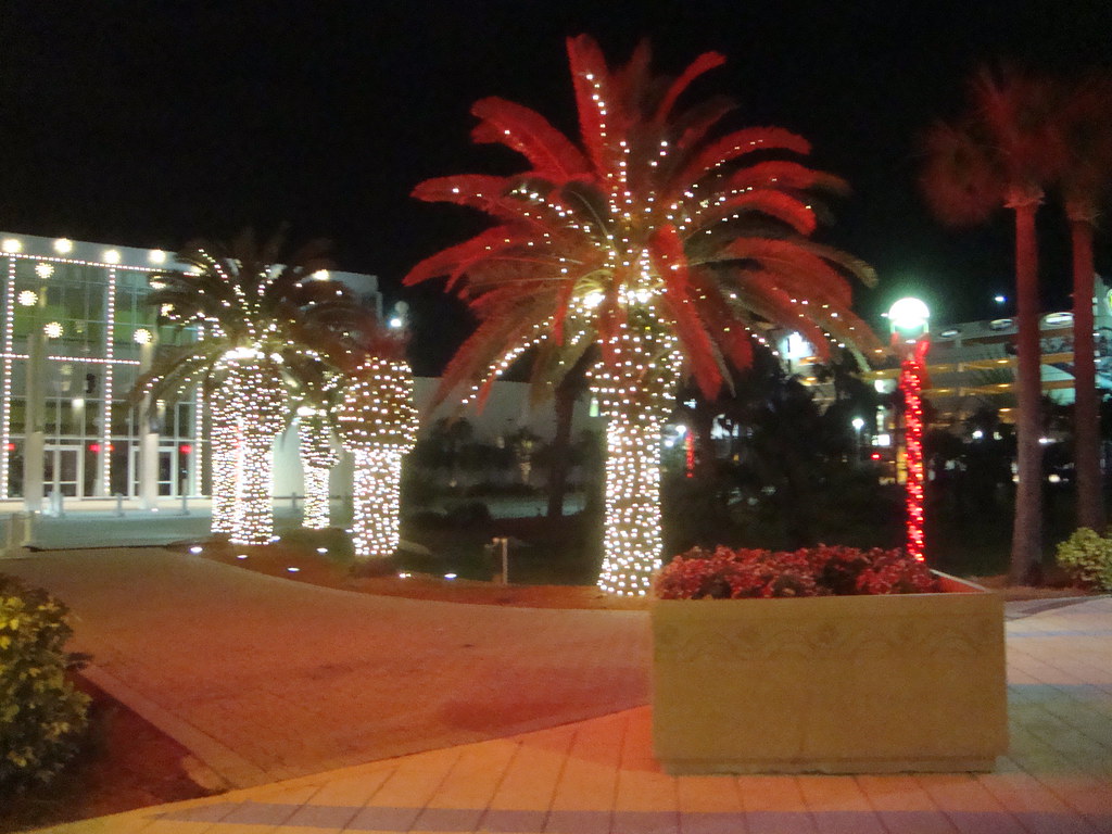 Palm trees with Christmas lights When I was in Daytona Bea… Flickr