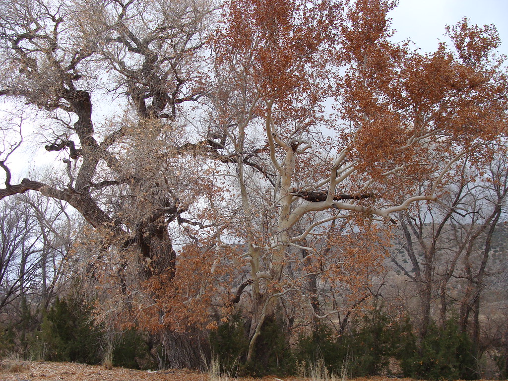 Fall Trees Cottonwood and Sycamore by the creek. Jim and Lorretta
